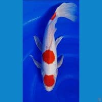 36cm strong maruten kohaku