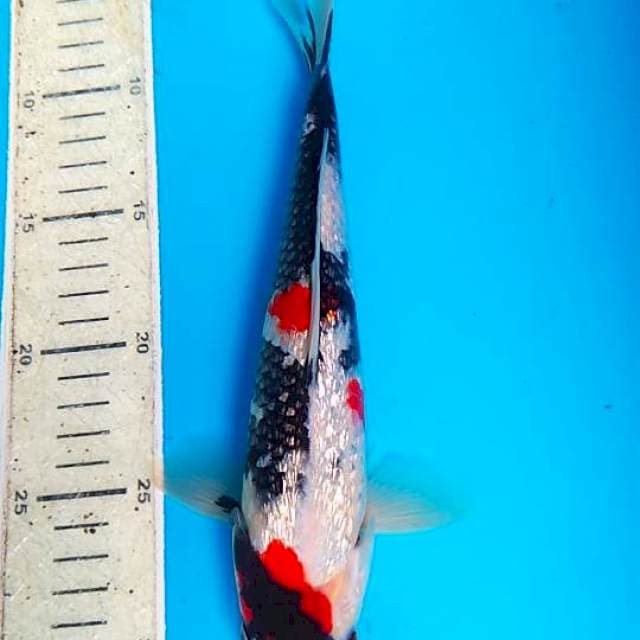 Showa Ginrin 26cm