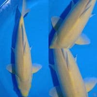 Karashi jantan 49 cm 