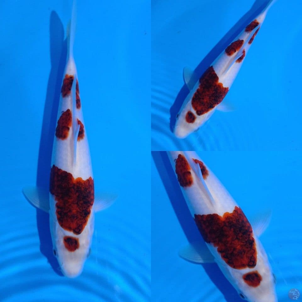 Budo Goromo 25 cm