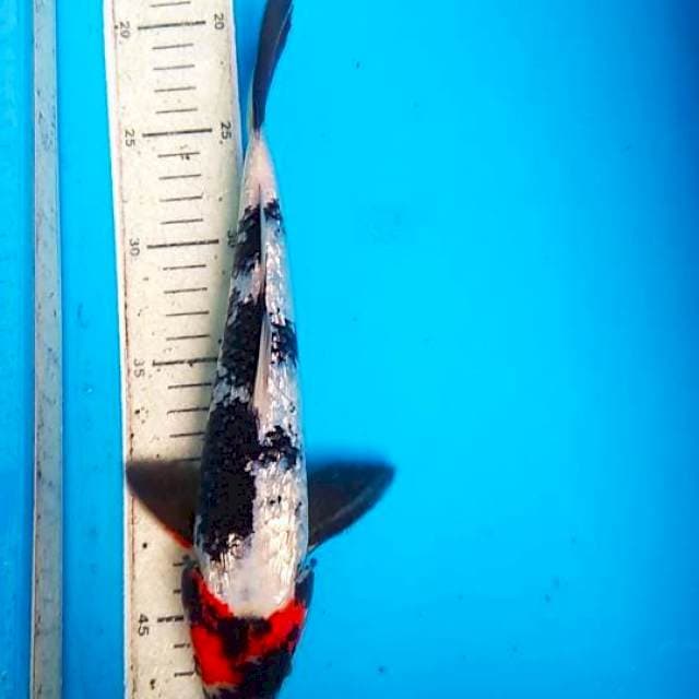 Showa ginrin 30cm