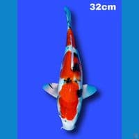 32 cm sanke HQ 3 step