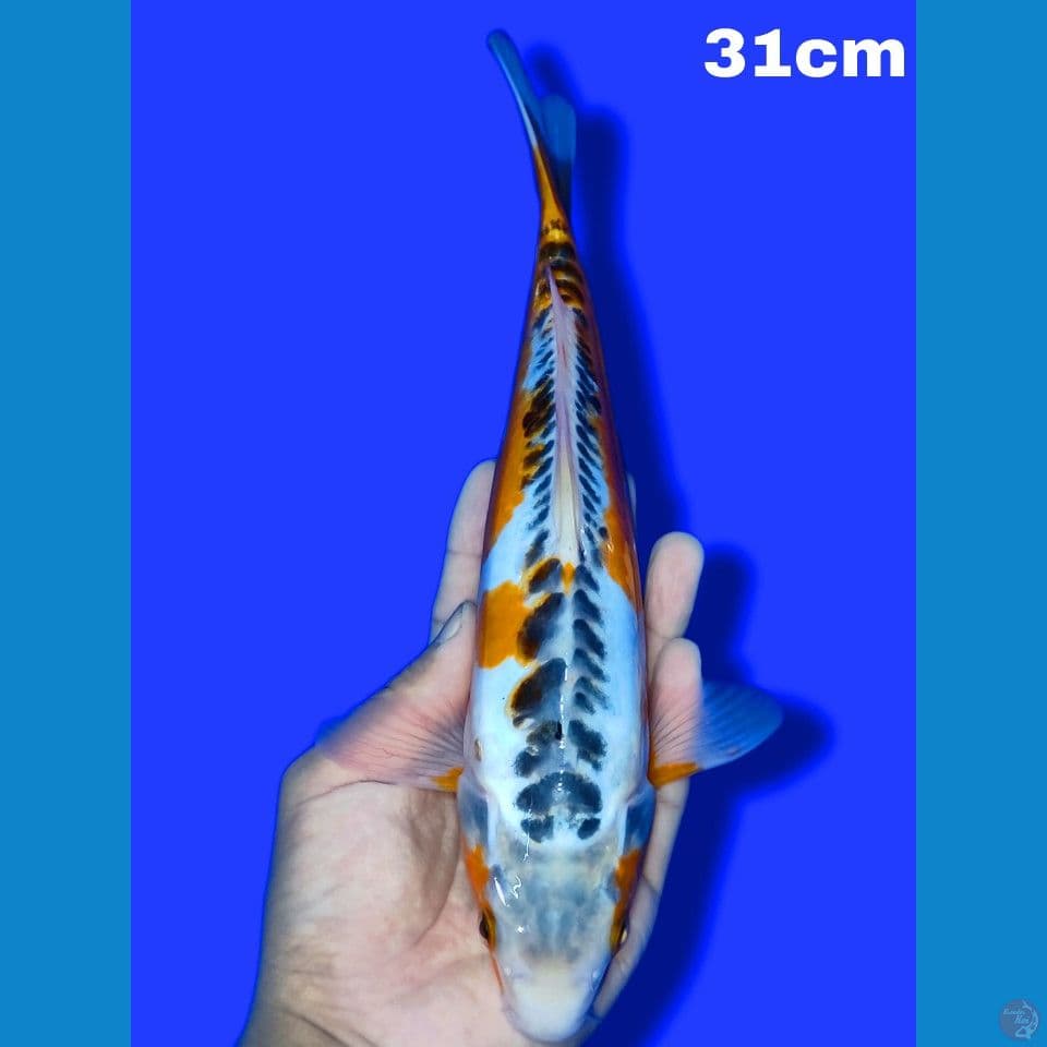Shusui 31 cm