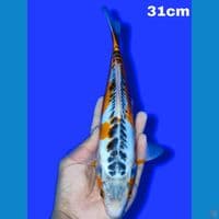 Shusui 31 cm