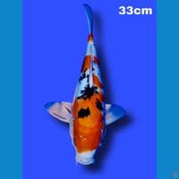 sanke 33 cm