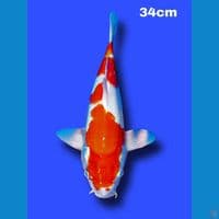 34 cm kohaku 