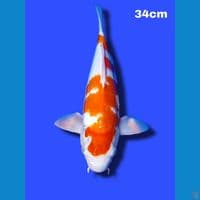 SQ kohaku 34 cm male