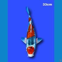 Goshiki 33 cm male