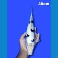 SQ Bekko 35 cm putih bersih