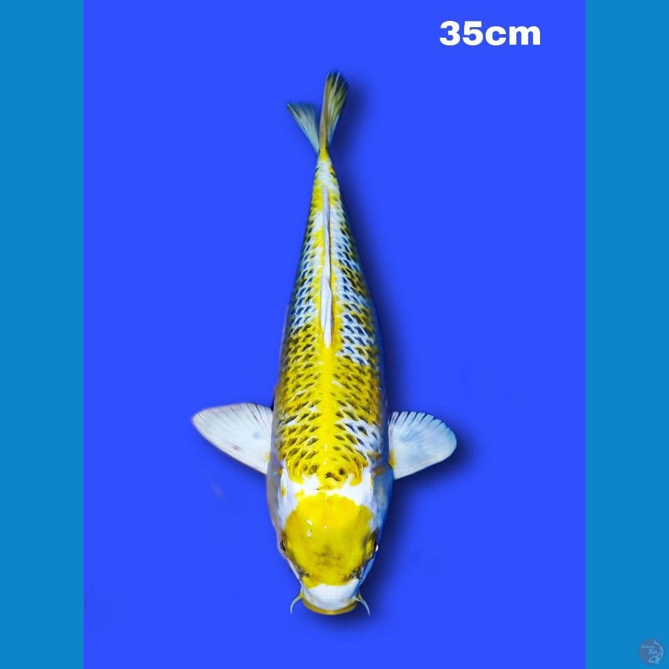 maruten kin Kujaku 35 cm