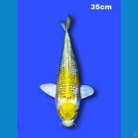maruten kin Kujaku 35 cm
