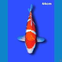 44 cm tategoi