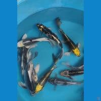 sk paket slayer