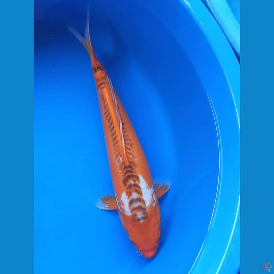 HANA SHUSUI 38CM
