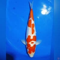 KOHAKU DOID 36CM