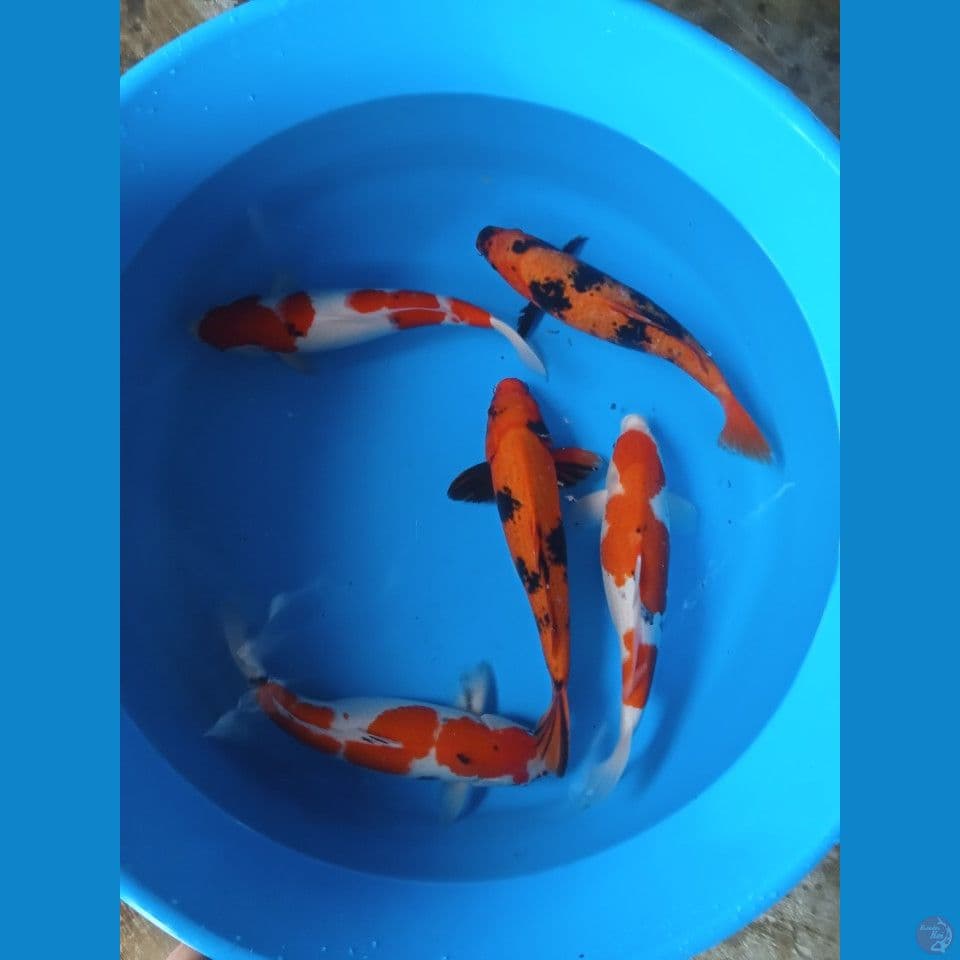mix 40-43cm 5 ekor