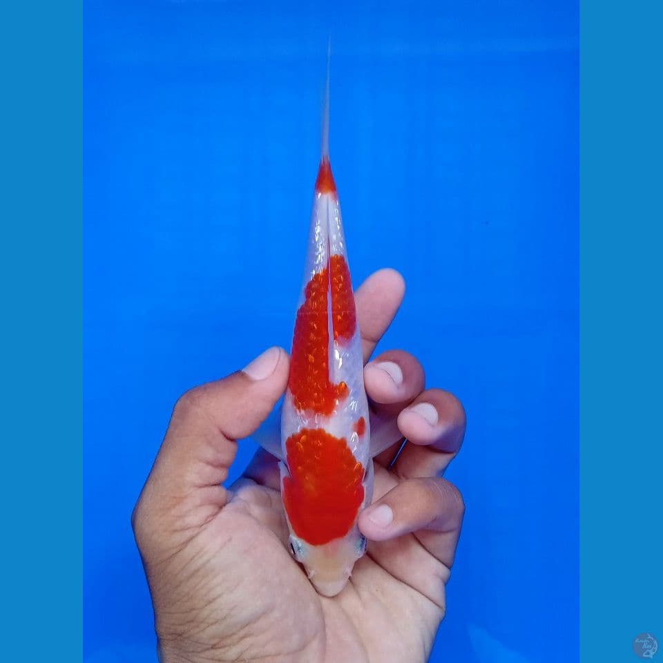 KOHAKU GINRIN SUPER 17CM