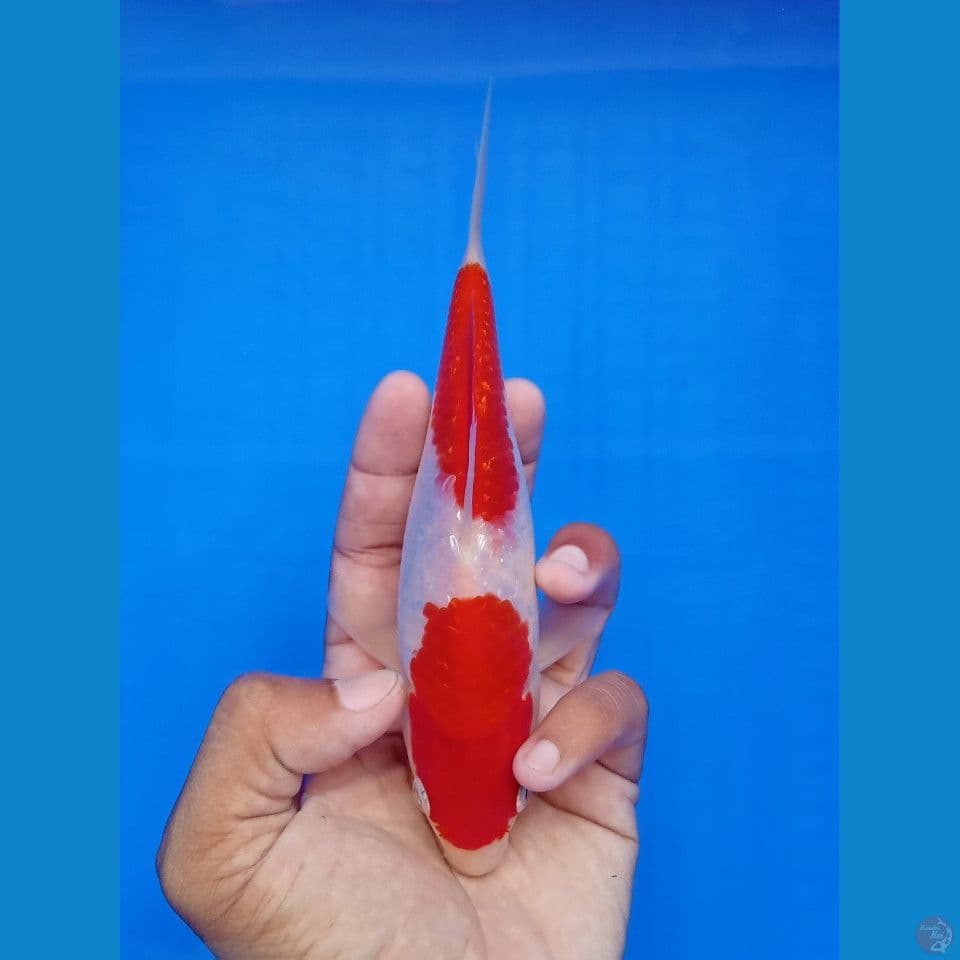 KOHAKU GINRIN STEP 2 17CM