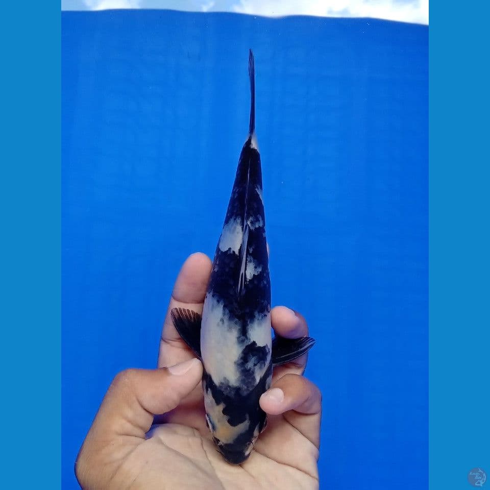 SHIRO 17CM