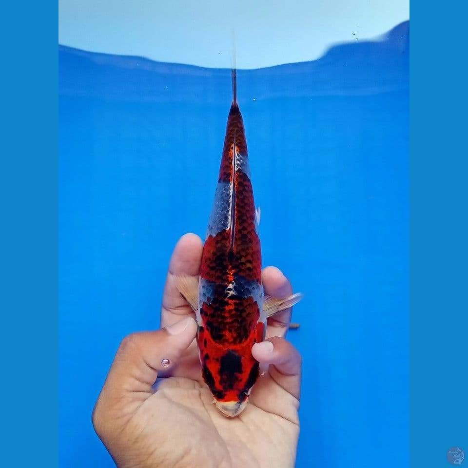 BENI GINGGA SPECIAL HQ 21CM