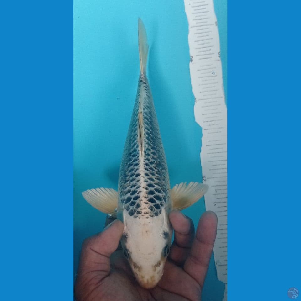 GIN MATSU 30CM