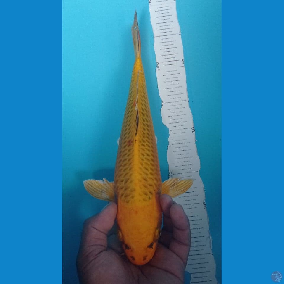 KIN MATSU 32CM
