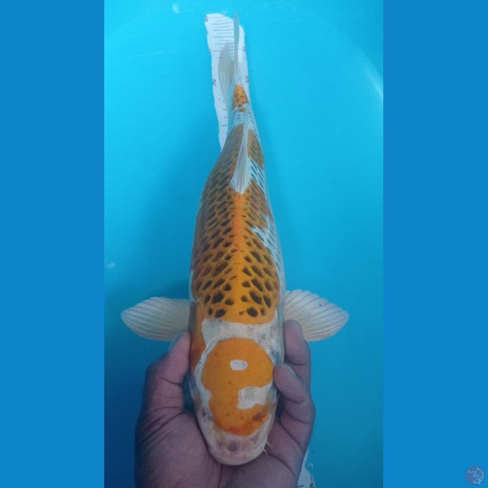 SLANK 45CM