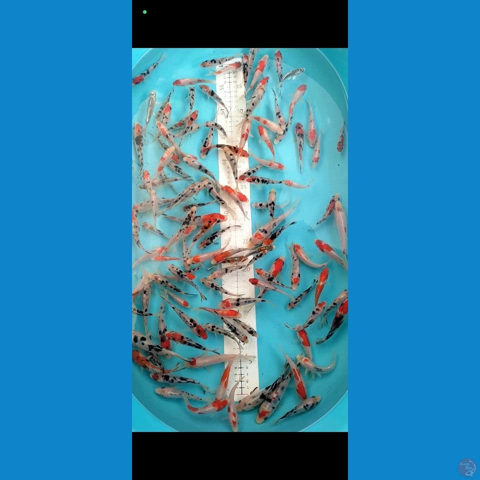 full Doitsu 8-13cm 120ekor