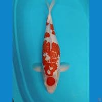 55.CM KOHAKU MARUTEN KANOKO