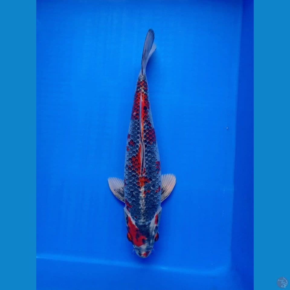 BENI GINGGA MALE 35CM