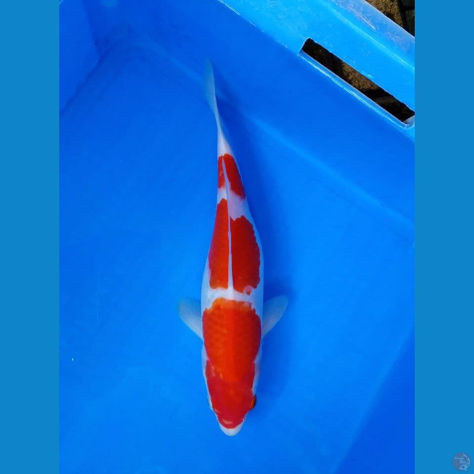 KOHAKU STEP 32CM