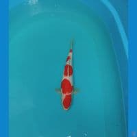 Kohaku Original 5step SQ Male 32cm™