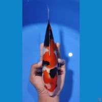 SHOWA HQ 25CM - FEEMALE 