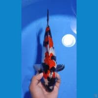 SHOWA HQ RED STRONG 30CM - MALE 