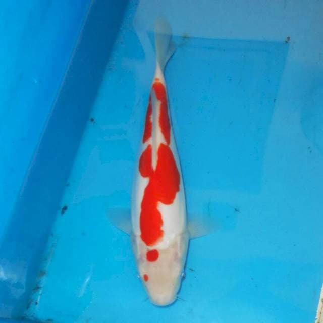 KOHAKU RED DEVIL