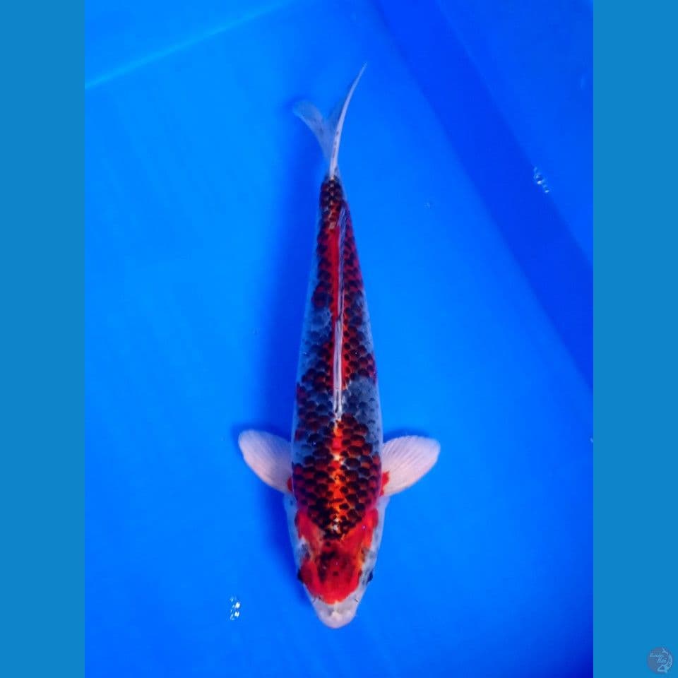 KUJAKU MALE 32CM