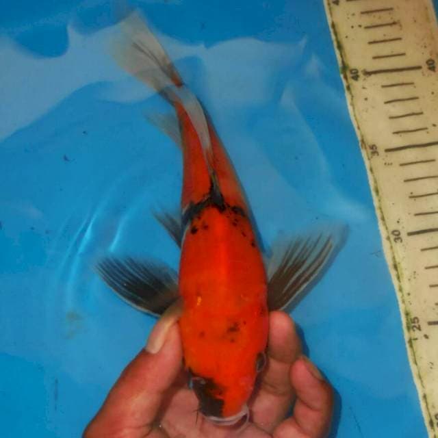 KUMPAY UTSURI SELENDANG