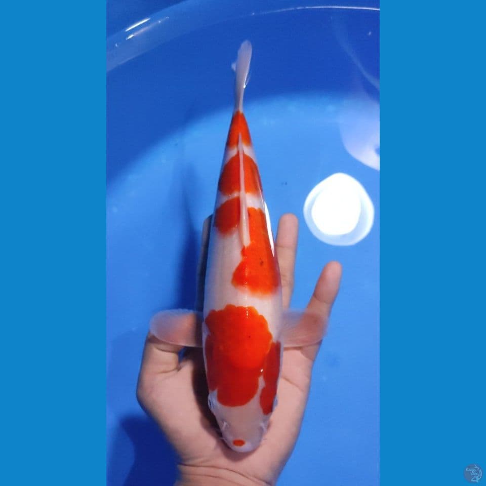 AIGOROMO ORI 28CM - FEEMALE