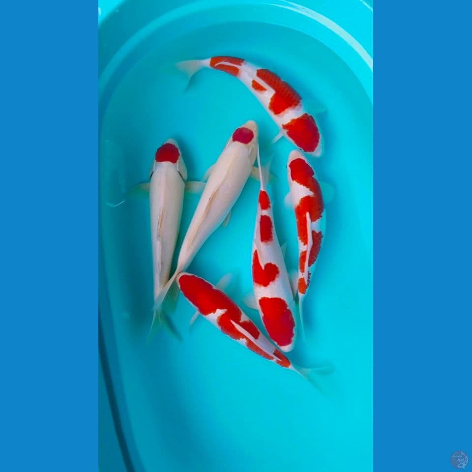 pure kohaku 30_35up