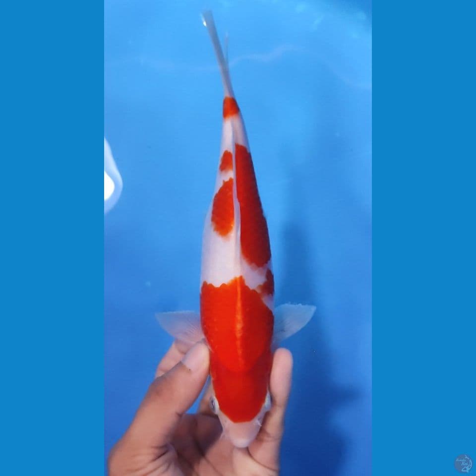 KOHAKU ORIGINAL 22CM - MALE 