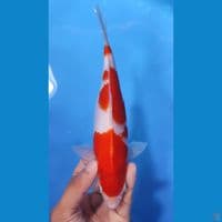 KOHAKU ORIGINAL 22CM - MALE 