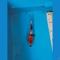 showa 17cm