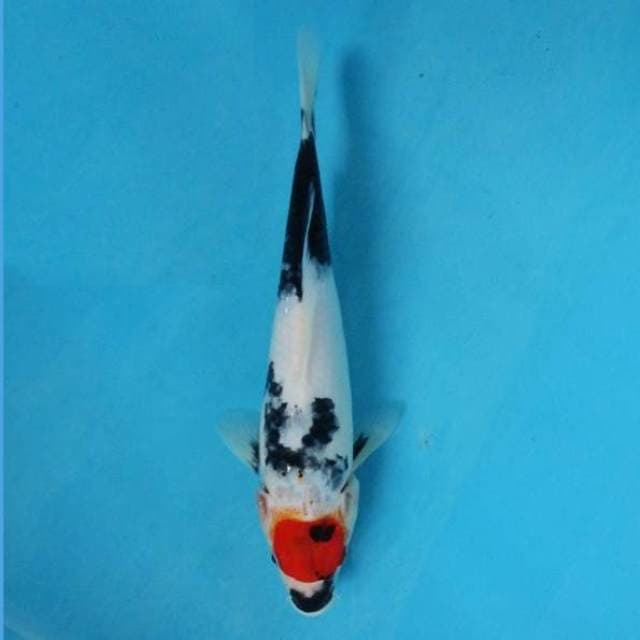 Tancho Showa 27cm