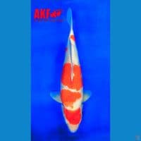 KOHAKU AKF 49CM MALE