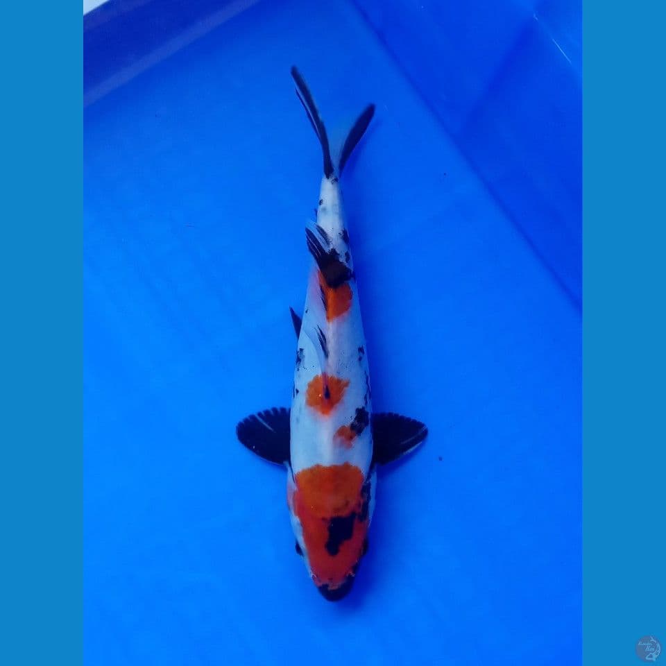 KINDAI SHOWA 23CM