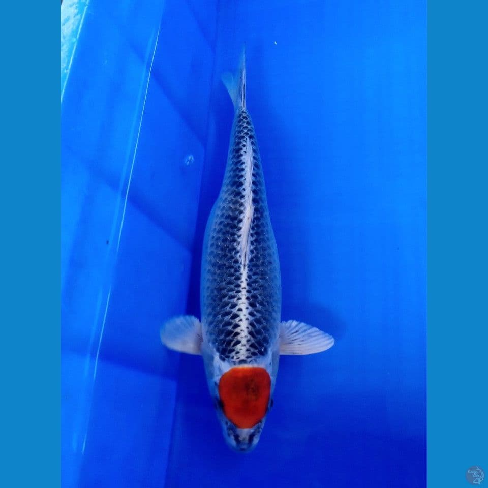 TANCHO KUJAKU FEMALE 35CM