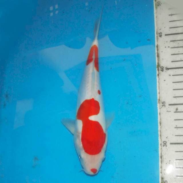 MAWAR KOHAKU