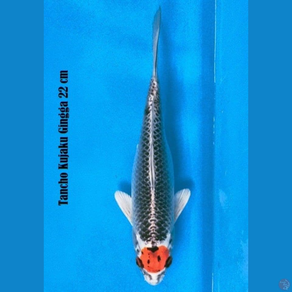 Tancho Kujaku Ginga 22Cm 