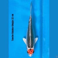 Tancho Kujaku Ginga 22Cm 