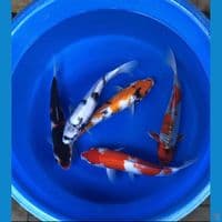 mix 5 ekor uk 40/41